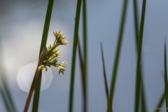 Binsenblüte