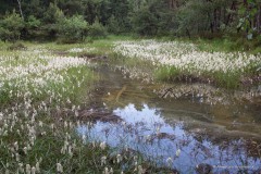 Presseler Moor