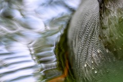Stockente Detail