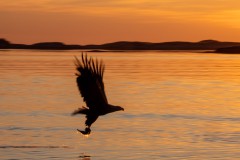 Seeadler