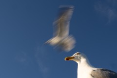 Traum vom Fliegen