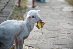 Früh übt sich ...