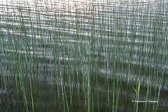 Schilf und Wellen