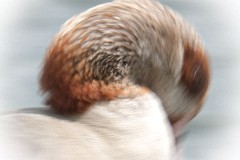 Erlabrunn - Kopf einer Nilgans