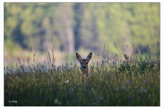 Bambi lauscht