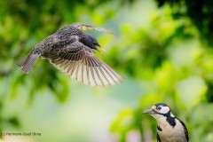 Star und Buntspecht