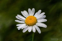 Margerite am Morgen nach dem Regen - 6er-Stack