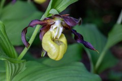 Frauenschuh-Orchidee 