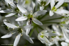 Ameise in Bärlauchblüte