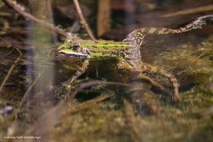Frosch