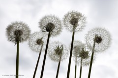 Pusteblumen