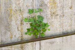 Stachelbeere