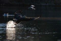 Seeadler bei der Jagd