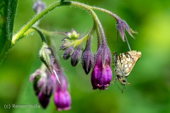 Blumenwiese