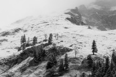 Baumgrenze