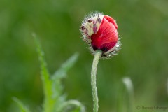 Mohn