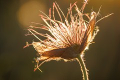 Küchenschelle im Gegenlicht