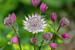 Blumen in der LAGA in Heimstetten