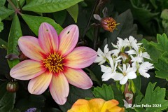 Blumen in der LAGA in Heimstetten