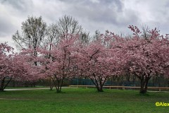 Kirschbaumblüte