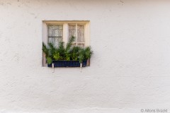 Fenster mit Grün