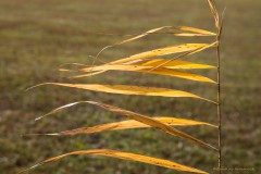 Schilf im Wind