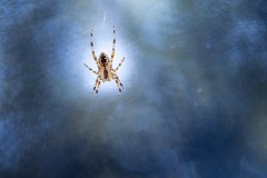 Kreuzspinne in Blau
