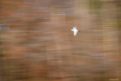 Silberreiher vor. Herbstwald