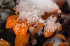 Schnee auf Kotoneasterblättern