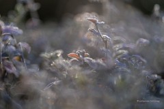  Bereifter Cotoneaster im Gegenlicht 