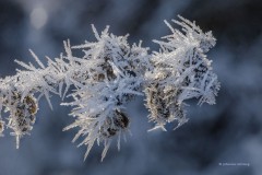  Raureif, Stack aus 26 Einzelbildern 