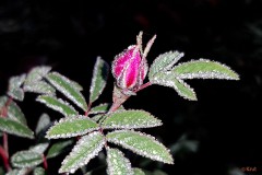 Erster Frost trift letzte Rose (1)