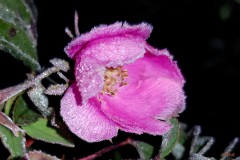 Erster Frost trift letzte Rose (2)