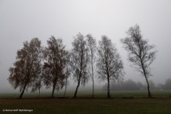  Baumgruppe im Herbstnebel 