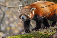 Roter Panda 