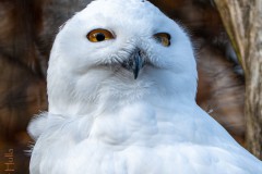 Schnee-Eule
