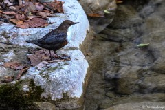 Wasseramsel