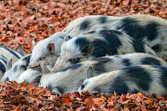 Gruppenkuscheln