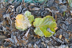 Herbstblätter