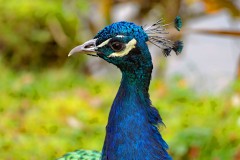Pfau