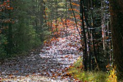 Waldspaziergang