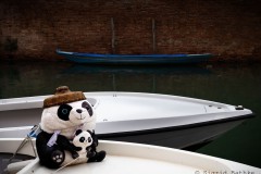 Pandas on boat