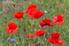 Sommerwiese