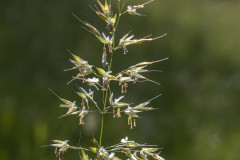 Grasblüte (Glatthafer)