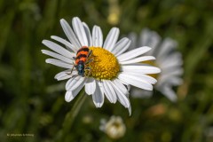 Margarite mit Besucher (Bienenwolf)
