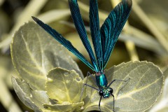 Blauflügel-Prachtlibelle