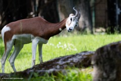 Mhorrgazelle