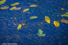 Froschteich