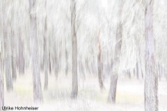 Im Kiefernwald