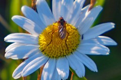 Margeritenblüte mit Insekt